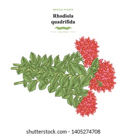 Rhodiola quadrifida plant. Medical and cosmetic herbs. Botanical vector illustration.