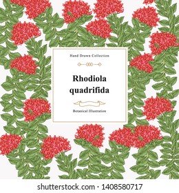 Rhodiola quadrifida plant. Medical and cosmetic herbs. Botanical vector illustration.