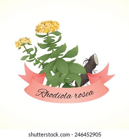 Rhodiola rosea, commonly known as Golden root or Rose root. Legendary herb.