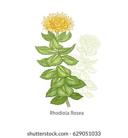 Rhodiola Rosea flower. Color medical herbs and plants Isolated green on white background series. Vector illustration. Art sketch. Hand drawing object of nature. Vintage engraving style. Green, yellow.