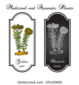 Rhodiola rosea, oder Goldene Wurzel. Vektorgrafik