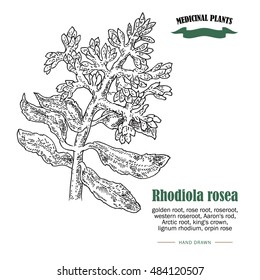 Rhodiola rosea or golden root vector illustration. Hand drawn medicinal plants in sketch style