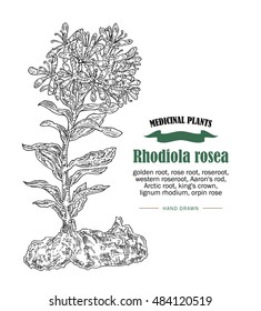 Rhodiola rosea or golden root vector illustration. Hand drawn medicinal plants in sketch style