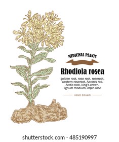 Rhodiola rosea or golden root vector illustration. Hand drawn medicinal plants in sketch style