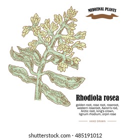 Rhodiola rosea or golden root vector illustration. Hand drawn medicinal plants in sketch style