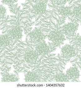 Rhodiola rosea, roseroot plant. Seamless pattern. Golden root branches on white background. Medical and cosmetic herbs. Vector illustration.