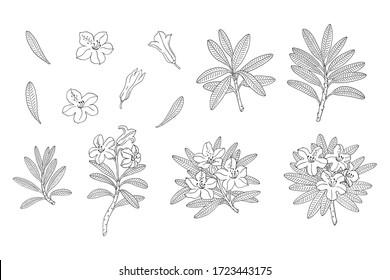 Alpine Flowers High Res Stock Images Shutterstock