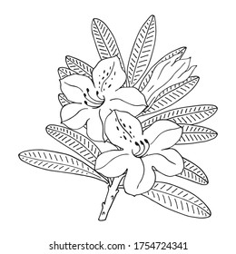 Rhododendron or Alpine rose. Evergreen alpine mountain shrub. Hand drawn contour vector illustration. Outline flower isolated on white background.