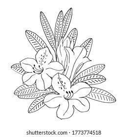 Rhododendron or Alpine rose. Evergreen alpine mountain shrub. Hand drawn contour vector illustration. Outline flower isolated on white background.