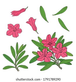 Rhododendron or Alpine rose. Evergreen alpine mountain shrub. Hand drawn contour vector illustration. Vector set with outline flower isolated on white background.