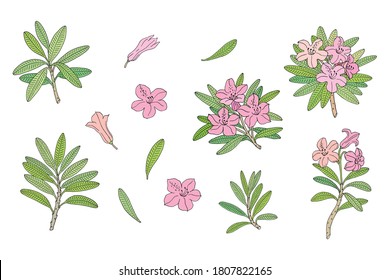 Rhododendron or Alpine rose. Evergreen alpine mountain shrub. Hand drawn contour vector illustration. Vector set with outline flower isolated on white background.