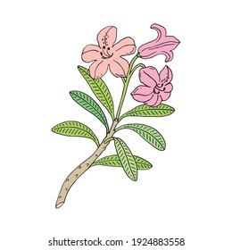 Rhododendron or Alpine rose. Evergreen alpine mountain shrub. Hand drawn contour vector illustration. Outline flower isolated on white background.