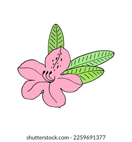 Rhododendron or Alpine rose. Evergreen alpine mountain shrub. Hand drawn contour vector illustration. Outline flower isolated on white background.