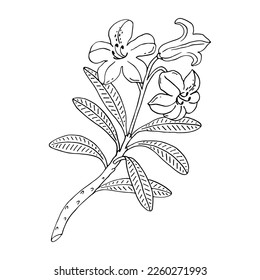 Rhododendron or Alpine rose. Evergreen alpine mountain shrub. Hand drawn contour vector illustration. Outline flower isolated on white background.