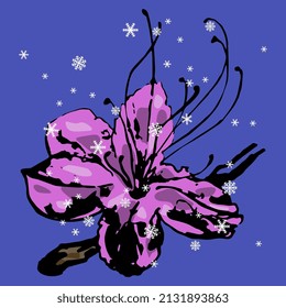Rhododendron or Azalea flower under snowflakes. Single pink blossom on blue background. Seasonal spring or winter design. Hand drawn colorful rough sketch. 
