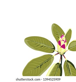 Rhododendron branch with bud isolated. Vintage botanical illustration. Elegant card template. Small floral garland. 