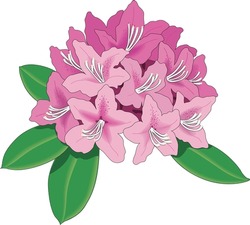 Rhododendron Flowers In Bloom Vector Illustration