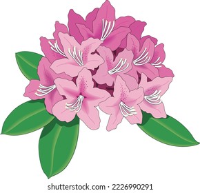 Rhododendron Flowers in Bloom Vector Illustration