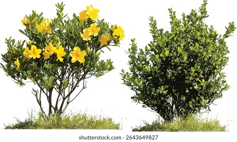 Rododendron luteum arbusto de azálea amarela, Spartium junceum arbusto de vassoura espanhola frontal isolada, ilustração vetorial, arbustos floridos, plantas de paisagismo, clipart natureza, verde jardim.