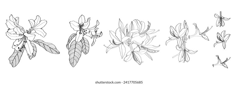 Rhododendron, oleander, azalea flowers big set.  Hand drawn spring blossoms poster. Engraved botanical line art. Vintage illustration.