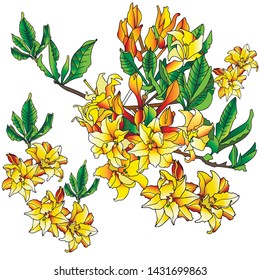 Rhododendron is a pink tree. His lush clusters of inflorescences fascinate!