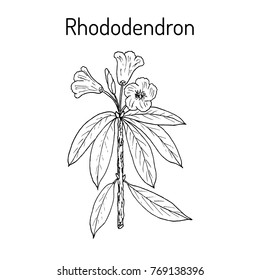 Rhododendron Qinghaiense, Medicinal Plant. Hand Drawn Botanical Vector Illustration