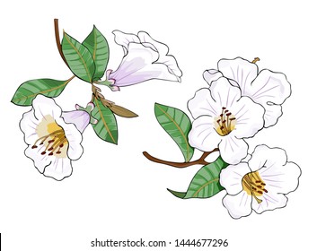 Rhododendron Vector Illustration Color For Design And Decor.