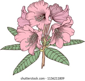 Rhododendron.Vector hand drawn spring blossoms poster. Engraved botanical art. Vintage illustration.
