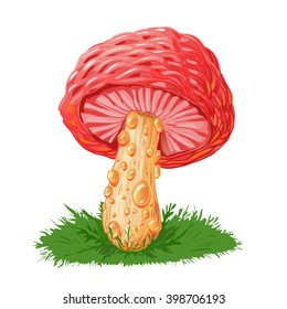 Rhodotus palmatus, rare pink mushroom isolated on white. 