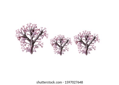 Rhodymenia palmata coral Red edible seaweed Salad  Vector illustration