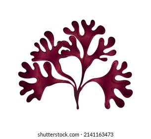 Rhodymenia seaweed in flat style on white background vector illustration