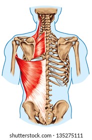 Rhomboid minor and rhomboid major, levator scapulae and latissimus dorsi muscles - didactic board of anatomy of human bony and muscular system, posterior view