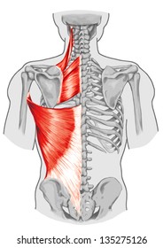 Rhomboid minor and rhomboid major, levator scapulae and latissimus dorsi muscles - didactic board of anatomy of human bony and muscular system, posterior view