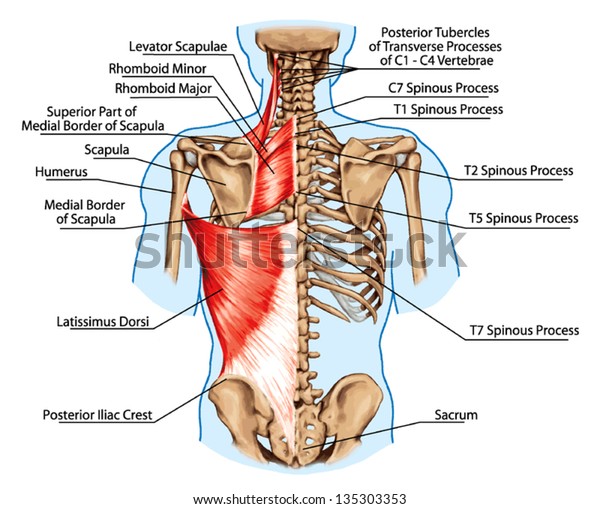 Rhomboid Minor Rhomboid Major Levator Scapulae Stock Vector Royalty Free 135303353