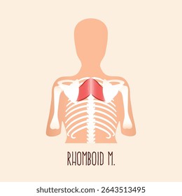 Rhomboid muscle. Flat design vector illustration.