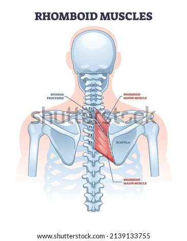 Rhomboid muscles as skeletal muscular system for spine outline diagram. Labeled educational human back anatomy with spinous processes, scapula and minor or major rhomboid muscle vector illustration.