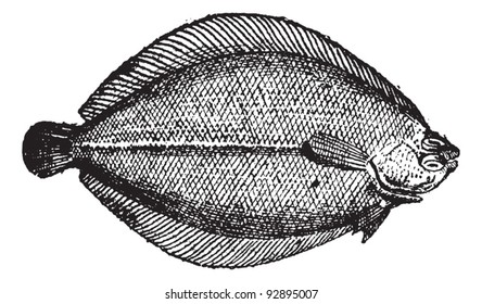 Rhombus oder Brill, vintage gravierte Illustration. Wörterbuch der Worte und Dinge - Larive und Fleury - 1895.