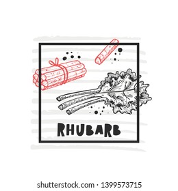 Rhubarb. Hand drawn realistic vector illustration. Organic vegetable. Eco food. Farm market product. Isolated white background. Can be used for shop, menu, card, poster, label