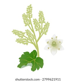 Rhubarb inflorescence with leaf and flower on a white background.