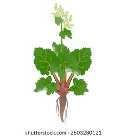 Rhubarb plant with flowers and root on a white background.