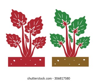 Rhubarb Plant,vector Illustration