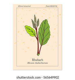 Rhubarb (Rheum rhabarbarum), culinary and medicinal plant. Hand drawn botanical vector illustration