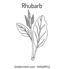 Rhubarb (Rheum rhabarbarum), culinary and medicinal plant. Hand drawn botanical vector illustration