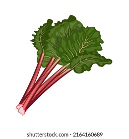 Rhubarb, stems with leaves, flat style vector illustration isolated on white background