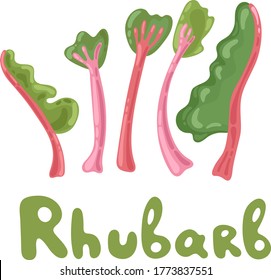 Rhubarb stock clipart. Vegetable colorful icon. Whole rhubarb vector illustration, cartoon flat icon isolated on white. Rhubarb leaves, edible plant