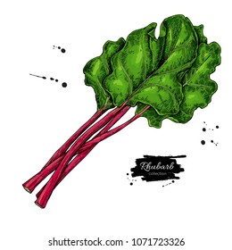 Rhubarb vector drawing set. Isolated hand drawn  sliced piece and leaves. Vegetable illustration. Detailed vegetarian food sketch. Farm market product.