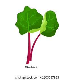 Rhubarb vector icon.Cartoon vector icon isolated on white background rhubarb.