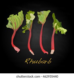 Rhubarb vector illustration isolated