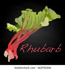 Rhubarb vector illustration isolated