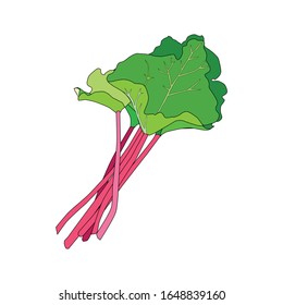 Rhubarb  vector illustration  white background